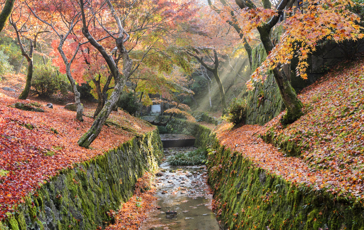 Kyoto: sunlight through autumn maples over a moss-banked stream, the ground covered in fallen leaves.