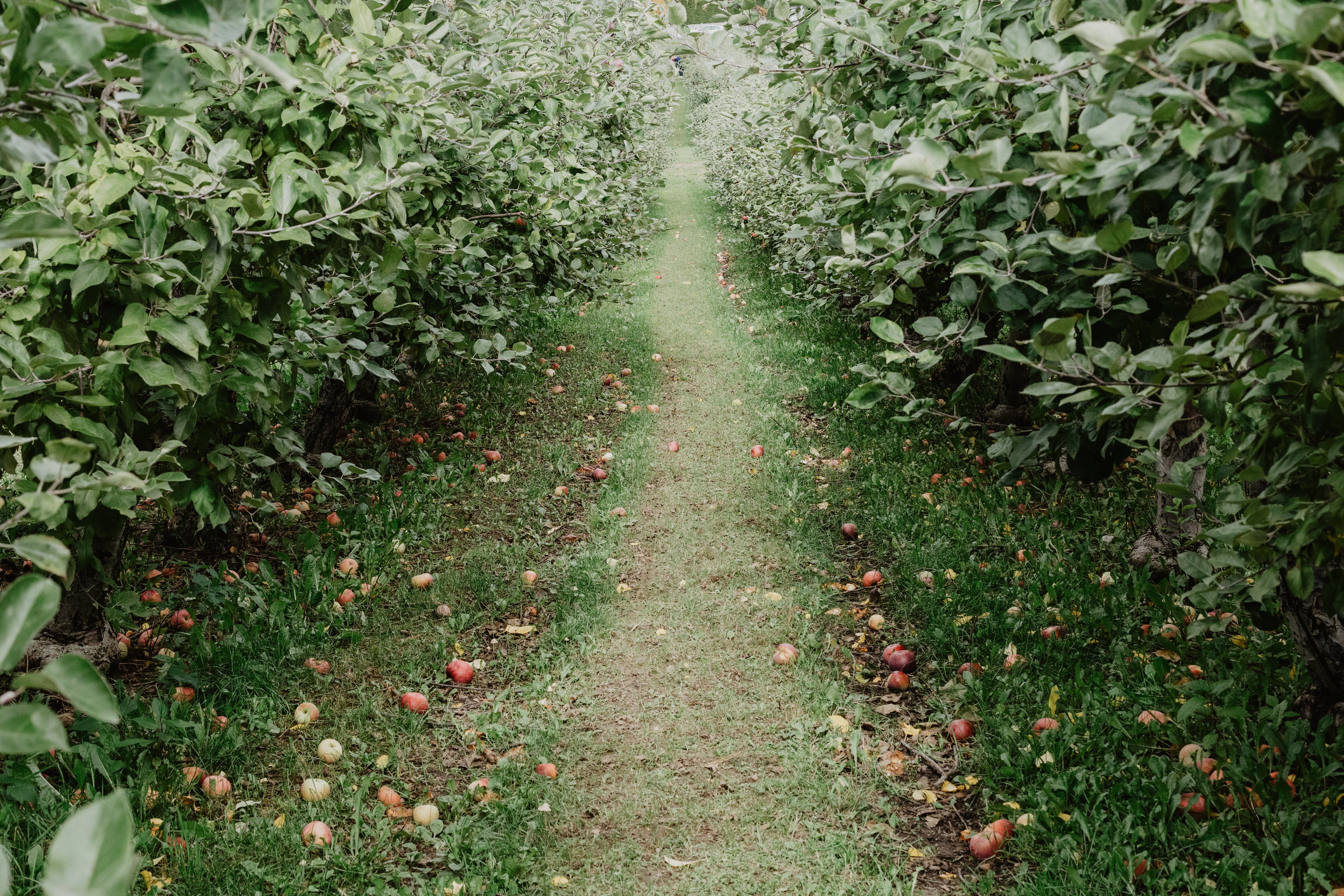fallen-apples-on-orchard-path.jpg